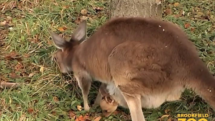 Adorable Kangaroo Joeys at Brookfield Zoo