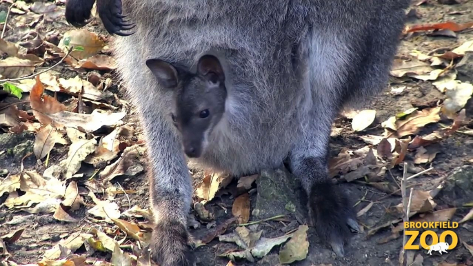 Adorable Wallaby Joeys at Brookfield Zoo  Adorable Kangaroo Joeys at Brookfield Zoo