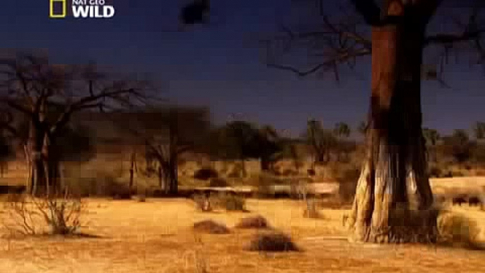 Lion's Fight To  Africa's Dry Savannah - Wildlife Documentary