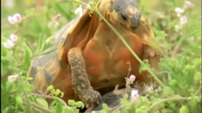 Tortoise & Turtle Wildlife Documentary Animal Planet National Geographic Documentary 2015