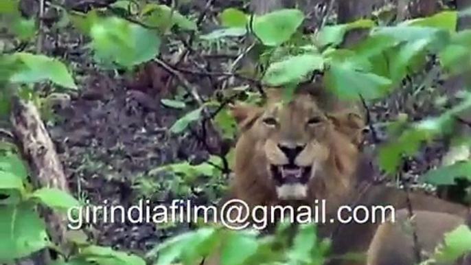 lion mating funny animals mating epic animals mating funny video