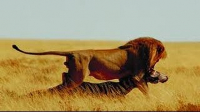 National Geographic Amazing Africa Lions WILD National Geographic