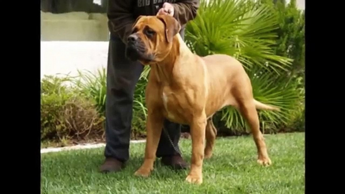 TOP 10 BIGGEST GUARD DOGS IN THE WORLD - 2015