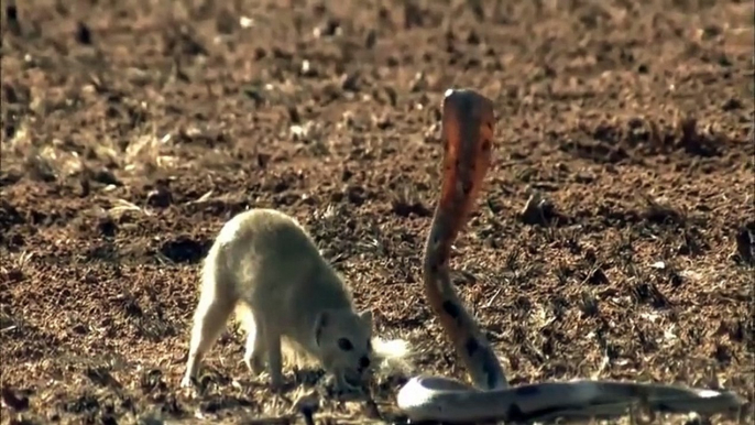 NEW 2015  Mongoose Attack Cobra Snake incredible Fighting Video - 코브라 전투 대 몽구스 - Video HD