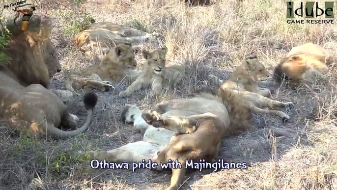 Idube Safari Highlights #367  29 September - 02 October 2015 (Latest Sightings) (4K Video)