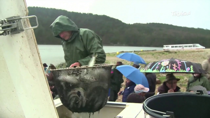 Lac de Guerlédan (22). Après l'Assec, les poissons de retour