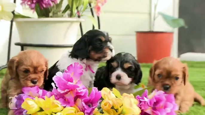 Cavalier Puppies Arrange Flower Bouquet, Not Professional Florists - Puppy Love