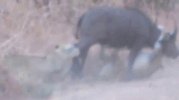 Buffalo Teaches Lion a Lesson RARE FOOTAGE