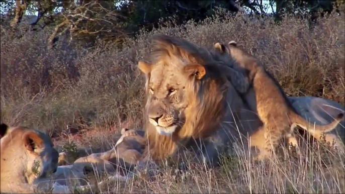Male Lion Entertains His Cubs