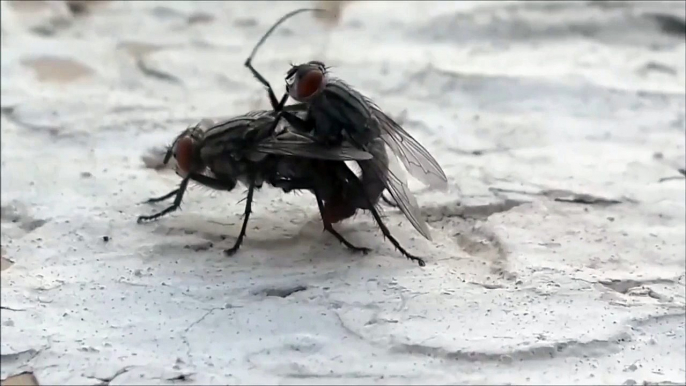 Horrible ( 18) - Naissance dune larve de mouche dans un bras humain