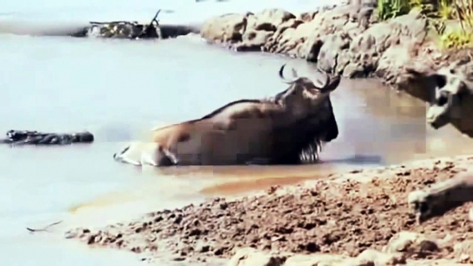 Deadly Crocodile Gives Elephant a Nasty SURPRISE RARE FOOTAGE