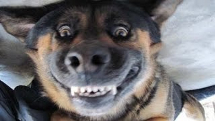 Más divertidos Animales Videos HD 2015 - Funny Perros y Gatos en Acción