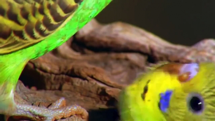 Parrots Majestic Birds Nature Documentary