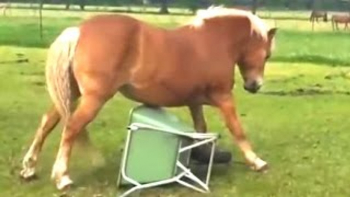 Cavallo divertente Video Compilation 2022-2023