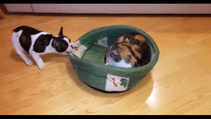 Funny Cats Stealing Dog Beds
