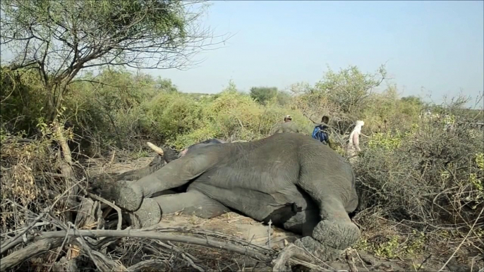 How To Wake Up a Huge Elephant Bull