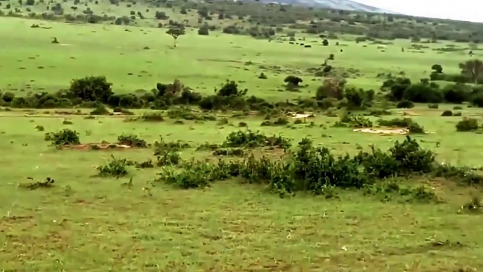 4 Lions Are chased Away By A Buffalo 4狮子赶走通过水牛城