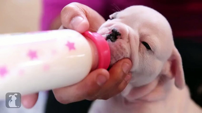 Wrinkly Bulldog Puppy Howls! SO DARN CUTE! - Puppy Love