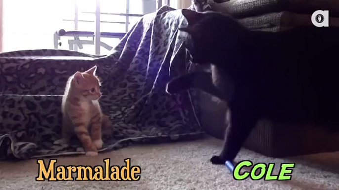 When Cole Met Marmalade...