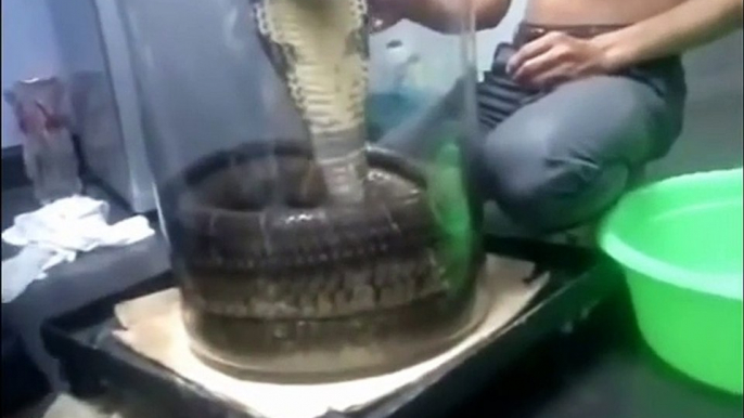 The biggest cobra in the World