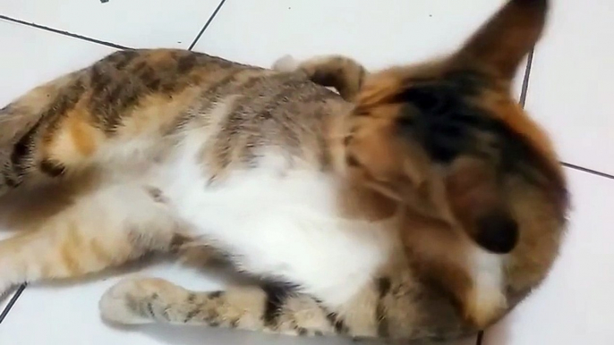 Funny Cat a Bath at Home (Si Belang 3) - Exclusive Personal Collection