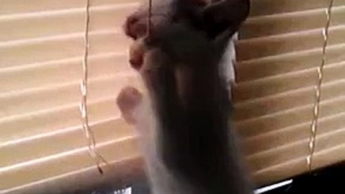 Funny cat attacks blinds!