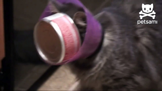 Kitty wearing a elizabethan collar gets a tuna can stuck in her face