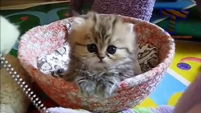 Epic cat videos! Cute funny and scary kitten all in one!