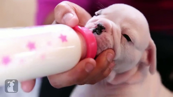 Wrinkly Bulldog Puppies Fall Asleep In A Pile! SO CUTE! - Puppy Love