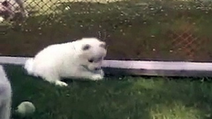 Outdoor day in the life of a 5 weeks old Samoyed puppy __ Samoyed puppy hugs _by  MIX Maza