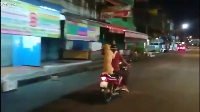 Man rides scooter with Dog holding his umbrella