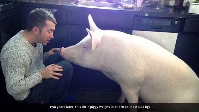 This Couple Thought They Adopted A Mini Pig, But It Grew Up Into