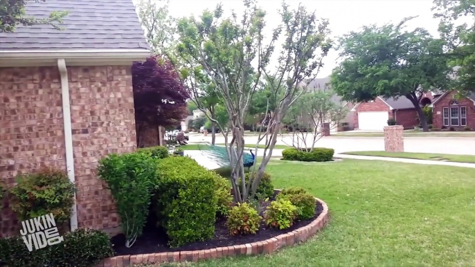 Peacocks Take Over A Suburban Neighborhood | Whats Trending Now