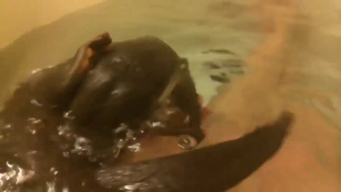 Prendre son bain avec une loutre - Trop mignon