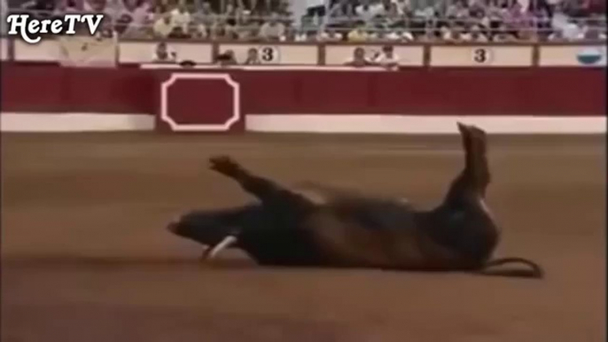 Funny videos People fail bull fighting Funny Animals videos Bull Fails Videos