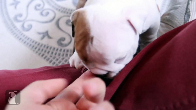 Wrinkly Bulldog Puppy Howls! SO DARN CUTE! - Puppy Love