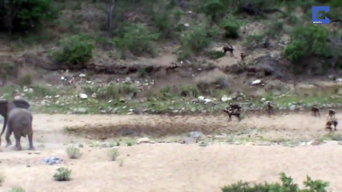 Elephants Protect Baby Elephant Calf From Wild Dogs