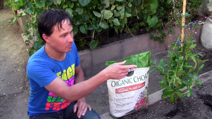 Best Organic Fertilizers that SuperSize Plant Growth in My Vegetable Garden