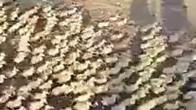 EVER seen 5,000 Ducklings rush to a pond for a Swim