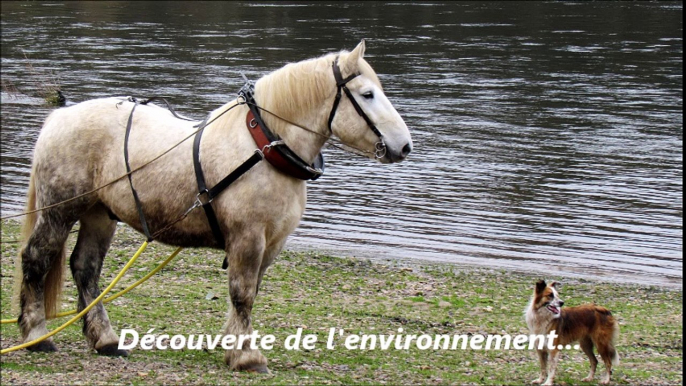 equitraction entretien bords de riviere traction animale