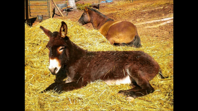 I versi degli animali della fattoria