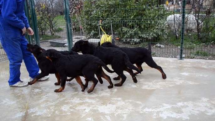 Authentiques chiots Males Beauceron - Berger de Beauce rustique costaud type ancien gros gabarit LOF