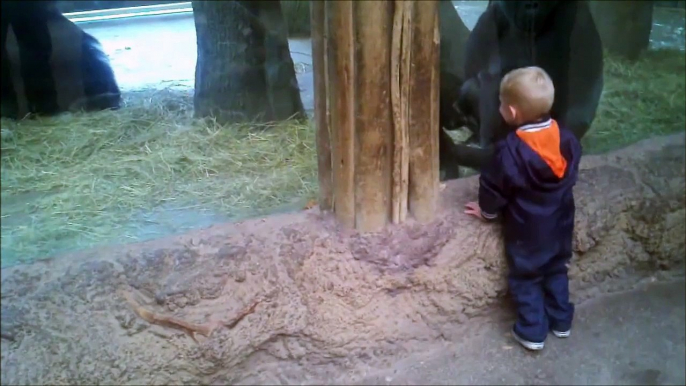 Un bébé gorille joue à cache-cache avec un enfant humain - Adorable