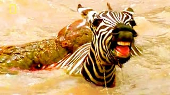 SUPREME KILLER OF THE RIVERS {SPECIAL of Crocodile Attacks!} Animal Video National Geograp