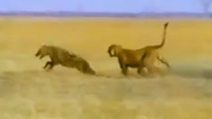 Lion Documentary: LION VS HYENA FACE TO FACE!!! Classic Discovery Channel