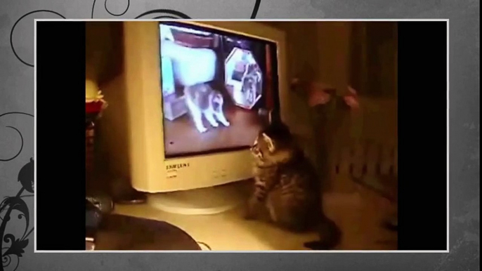 Best Funny Animal 2015 - Cat watching TV