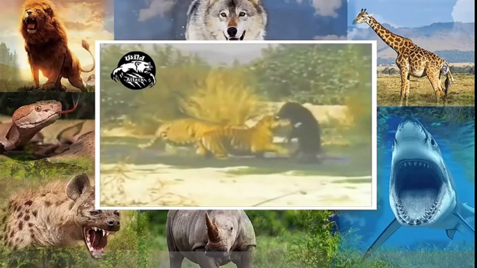 tiger vs bear attack compilation HD