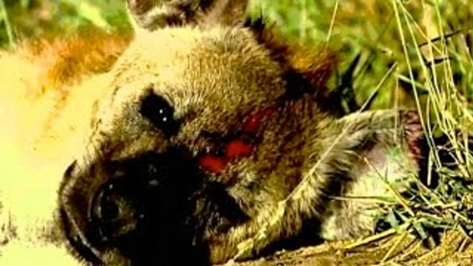 Animal Documentary National Geographic LION VS HYENA Lion Attack