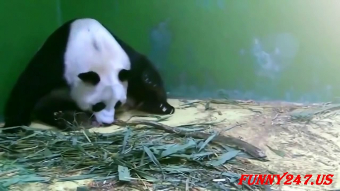 Giant Panda Twins Birth - Animals Giving Birth