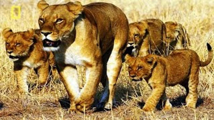 Lion Video National Geographic LIONS ESCAPING FROM DEATH [Unexpected Strategy]